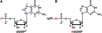 The Research of G–Motif Construction and Chirality in Deoxyguanosine Monophosphate Nucleotide Complexes